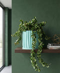 A turquoise planter with a trailing plant sits on a wooden table in a hallway with dark green walls and a jute rug.