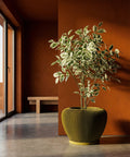 A modern interior with a vibrant green planter pot holding a leafy plant, set against a warm, textured orange wall.
