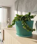 A Ficus Elastica plant in a light blue planter pot with a geometric pattern sits on a dark wood floor.