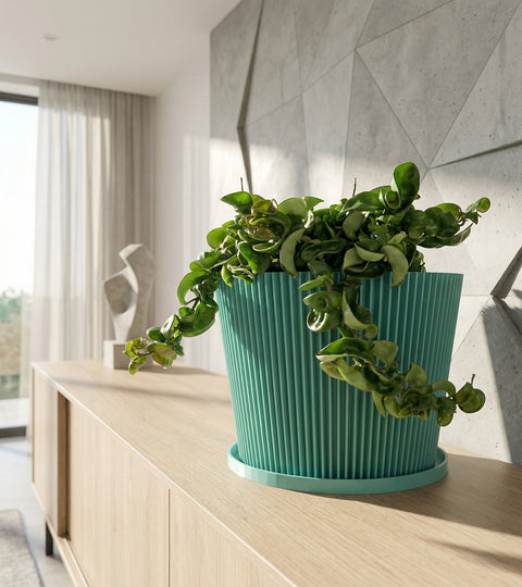 A Ficus Elastica plant in a light blue planter pot with a geometric pattern sits on a dark wood floor.