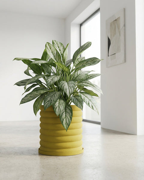 A vibrant yellow planter pot with a textured, ribbed design, showcasing a lush green plant with variegated leaves.