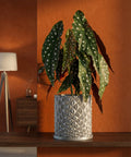 A begonia plant in a gray geometric planter pot sits on a wooden shelf against an orange wall.