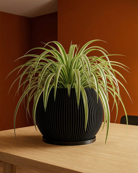 A spider plant sits in a black, vertically-ribbed, round planter pot on a light wood table against an orange wall.