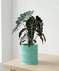 A vibrant Alocasia plant sits in a stylish, light blue planter with a wavy design, placed on a light wood surface.