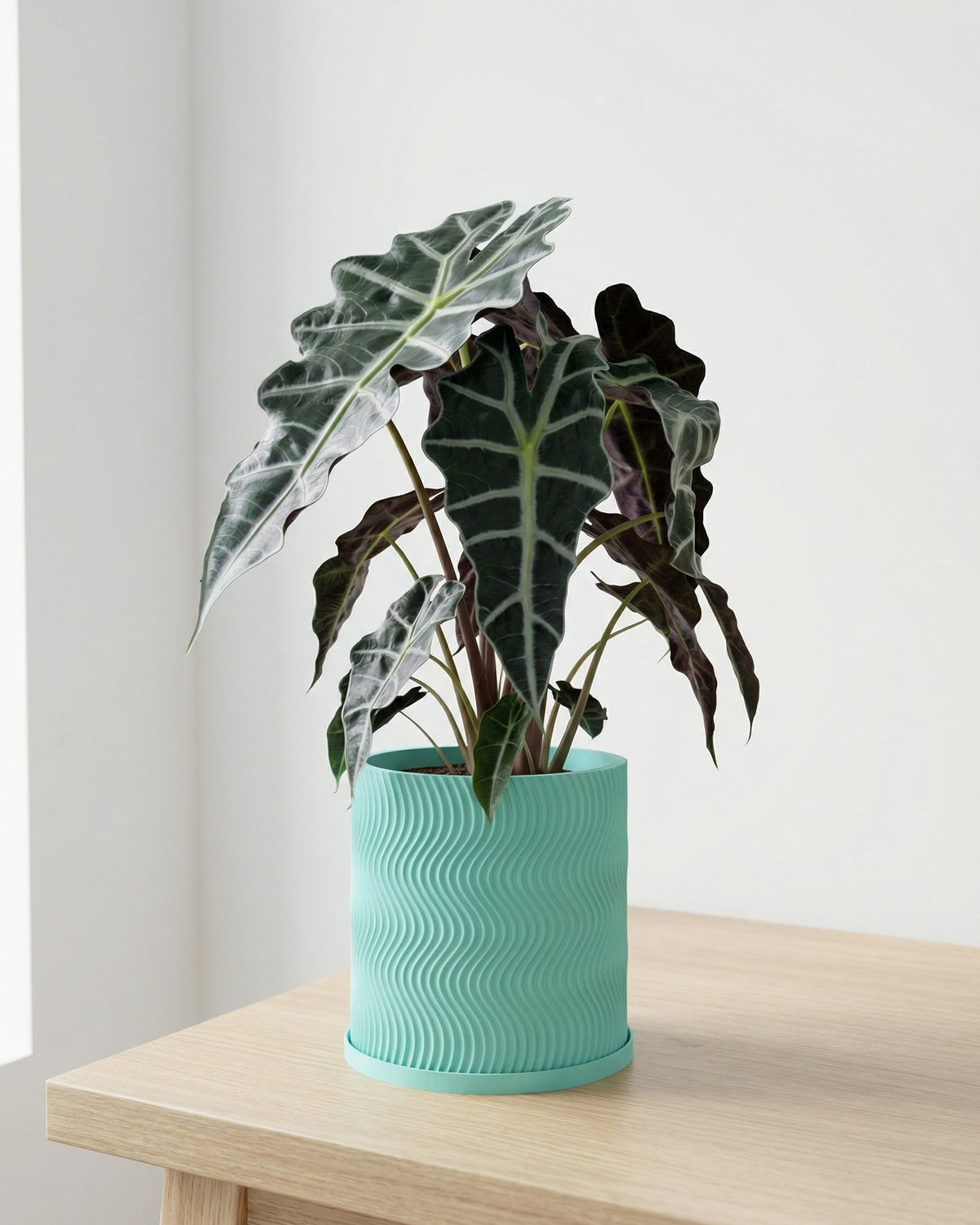 A vibrant Alocasia plant sits in a stylish, light blue planter with a wavy design, placed on a light wood surface.