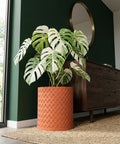 A variegated Monstera plant in a woven terracotta planter pot sits on a jute rug in a modern living room.