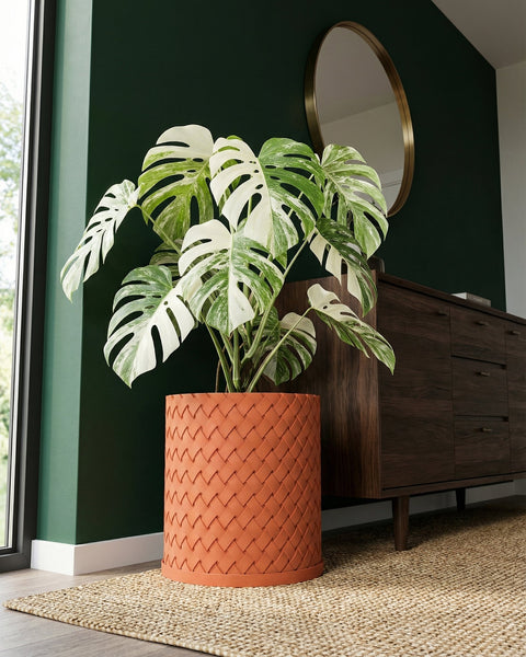 A variegated Monstera plant in a woven terracotta planter pot sits on a jute rug in a modern living room.