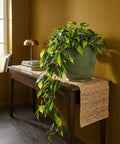 A vibrant philodendron plant cascades from a green, wavy-textured planter pot on a dark wood table with a jute runner.