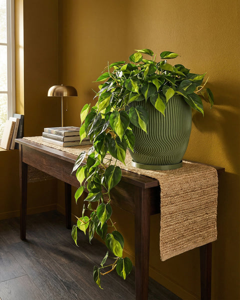 A vibrant philodendron plant cascades from a green, wavy-textured planter pot on a dark wood table with a jute runner.
