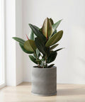 A rubber plant in a gray planter with a wavy design sits on a light wood floor near a window.