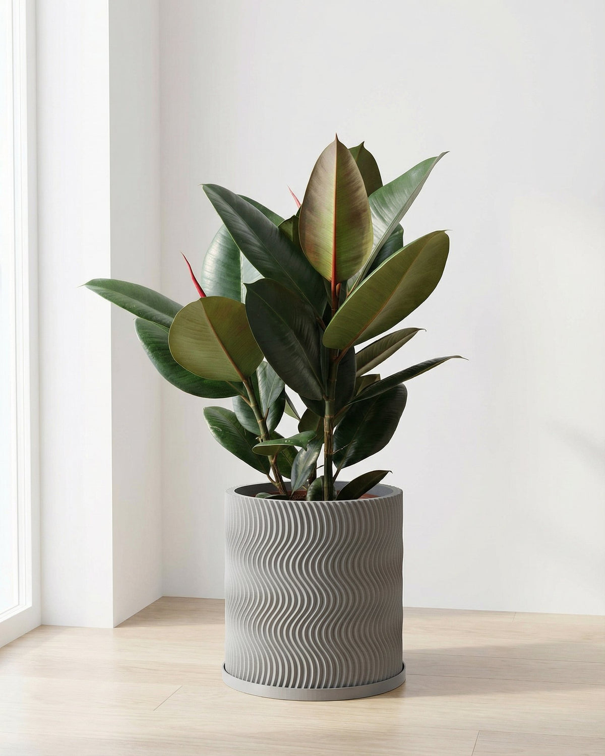 A rubber plant in a gray planter with a wavy design sits on a light wood floor near a window.