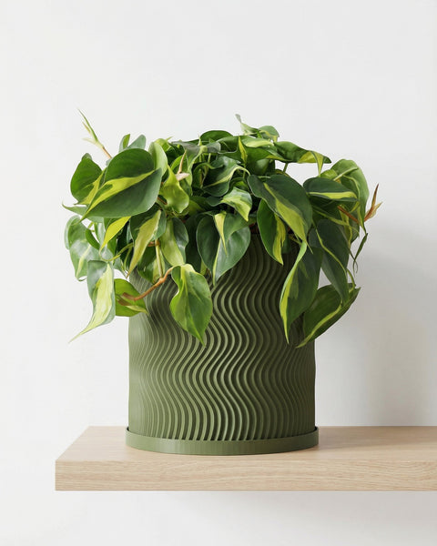 A green planter pot with a wavy design sits on a wooden shelf, filled with a lush green plant with yellow variegation.