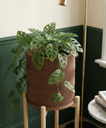 A brown planter pot with a wavy design sits on a wooden stand, holding a lush green plant with unique holey leaves.