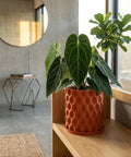 A terracotta planter pot with a dimpled texture sits on a wooden shelf, showcasing a lush green plant with large, heart-shaped leaves.