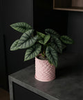 A silver dragon plant in a pink geometric planter pot sits on a dark gray countertop.