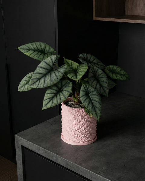 A silver dragon plant in a pink geometric planter pot sits on a dark gray countertop.