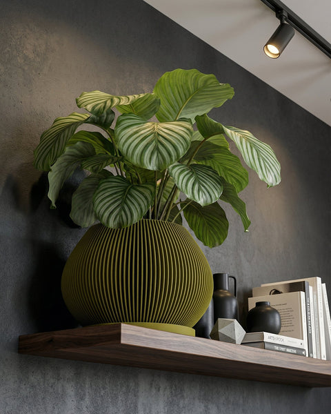 A tall rubber plant in a fluted yellow planter pot sits on a dark gray platform in a modern, minimalist room. The plant's glossy green and bronze leaves reach towards the ceiling. A black marble console table and framed artwork are visible in the background.