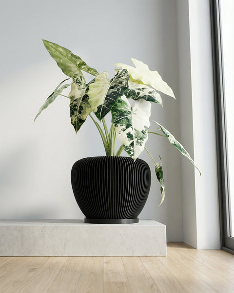 A variegated Alocasia plant sits in a black, ribbed planter pot on a concrete stand, next to a window.