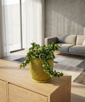 A green plant in a yellow planter pot sits on a wooden cabinet in a modern living room.