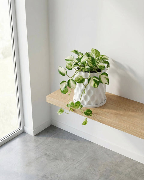 A white planter pot with a green and white plant sits on a light wood shelf in a bright, modern room.