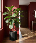 A fiddle-leaf fig in a black, vertically ribbed planter pot sits on a wood floor against a red wall.