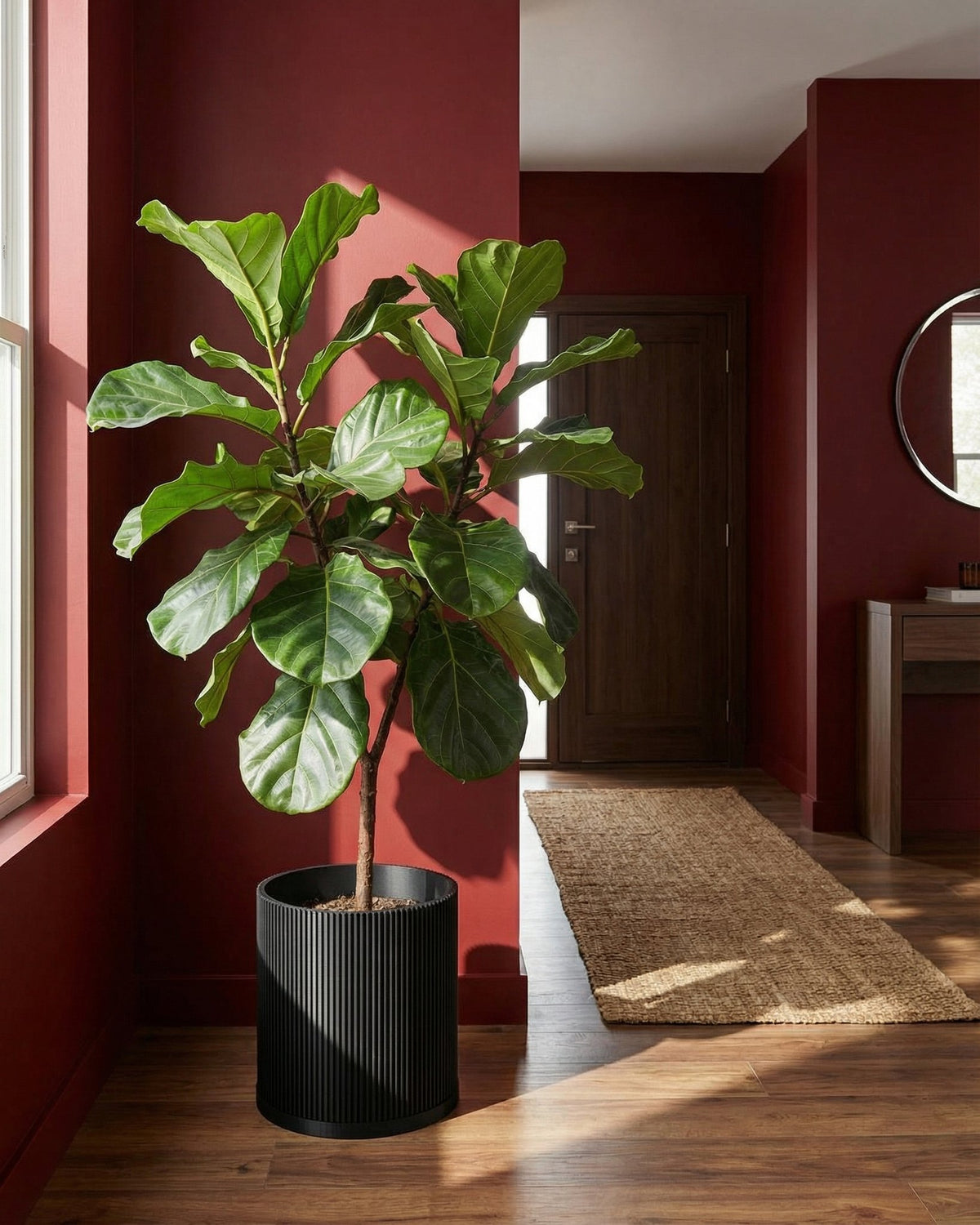 A fiddle-leaf fig in a black, vertically ribbed planter pot sits on a wood floor against a red wall.