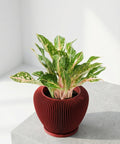 A red planter pot with a plant inside. The pot has a ribbed design and is sitting on a gray surface.