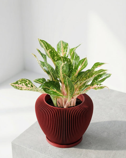 A red planter pot with a plant inside. The pot has a ribbed design and is sitting on a gray surface.