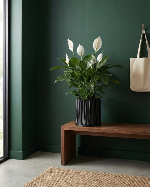 A tall plant in a black, textured planter pot sits on a dark wooden floor. The pot has a unique, swirling pattern.