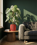 A Monstera plant in a red planter sits on a wooden table next to a gray couch with a white blanket.