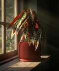 A vibrant red planter pot with a textured, geometric design holds a lush rubber plant in a sunlit entryway.
