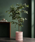 A pink planter pot with a wavy design holds a small tree with green leaves and berries, set against a dark green wall.
