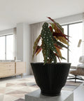A close-up shot of a Begonia maculata plant in a black planter pot with vertical lines, sitting on a concrete stand. The plant has large, green leaves with white polka dots and reddish undersides. The background is a bright, modern living room with a geometric rug, wooden cabinet, and a chair.