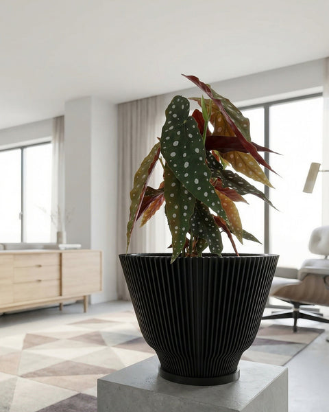 A close-up shot of a Begonia maculata plant in a black planter pot with vertical lines, sitting on a concrete stand. The plant has large, green leaves with white polka dots and reddish undersides. The background is a bright, modern living room with a geometric rug, wooden cabinet, and a chair.