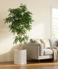 A white planter pot with a wavy design sits next to a gray sofa with beige pillows and a throw blanket. A tall green tree is planted in the pot.