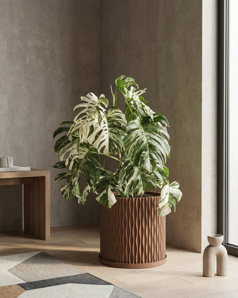 A brown planter pot with a green plant sits on a wooden bench in a room with dark green walls.