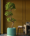 A ZZ plant in a light blue diamond-patterned planter sits on a wooden table in a blue room with a round mirror.
