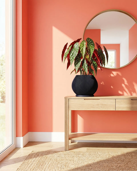 A dark blue planter pot with vertical ridges sits on a light wood table next to a gray chair. The planter contains a rubber plant with large, glossy green leaves. The background features a concrete wall and sheer white curtains.