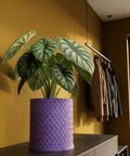 A close-up shot of a plant in a purple woven planter pot, sitting on a dark wooden surface against a mustard-colored wall.