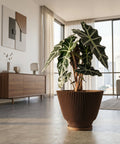 A modern living room features a large Alocasia plant in a unique, vertically-slatted wooden planter pot. The pot is brown and sits on a matching saucer. In the background, a wooden cabinet, a geometric wall art, and large windows with sheer curtains add to the room's contemporary aesthetic.