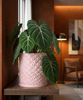 A pink geometric planter pot sits on a wood table, holding a lush green plant with white veins. The pot is the focal point.
