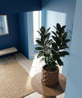 A rubber plant sits in a brown, textured planter pot on a round wooden table in a blue-toned room.