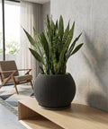 A snake plant in a black, ribbed planter sits on a light wood shelf in a modern room.