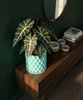 A vibrant green plant in a light blue planter sits atop a wooden cabinet, adding a touch of nature to the room.