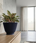 A dark blue ribbed planter pot sits on a light wood cabinet, holding a vibrant green and pink houseplant. The background features a concrete wall and a bright, airy room with sheer curtains.