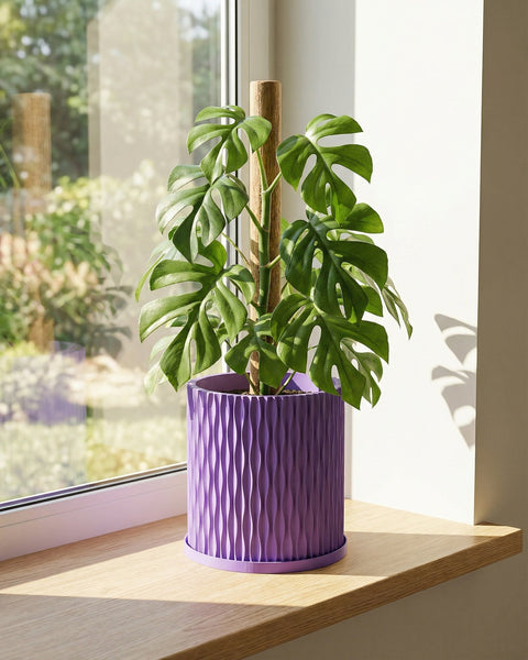 A money tree plant in a purple planter pot sits on a dark wood floor next to a window and a chair.