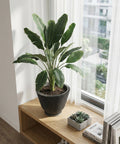 A large green plant in a dark gray planter pot sits on a light wood shelf next to a window with sheer white curtains. A small succulent planter and a stack of books are also on the shelf.