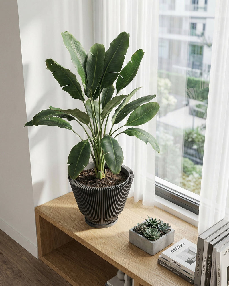 A large green plant in a dark gray planter pot sits on a light wood shelf next to a window with sheer white curtains. A small succulent planter and a stack of books are also on the shelf.