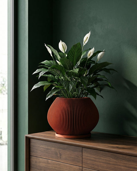 A Swiss cheese plant in a terracotta planter pot sits on a light wood shelf next to a window. A framed geometric print hangs on the wall behind the plant. A concrete polyhedron and books are also on the shelf.