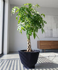 A money tree plant in a dark blue ribbed planter pot sits in a bright, modern room with a large window and a wooden cabinet in the background. The plant is lush and green, with a braided trunk. The pot has a unique, textured design.